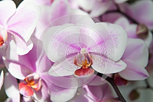 Orchid. tender lilac and white orchid flower. purple orchid background. spring and summer flowers. gardening. floral
