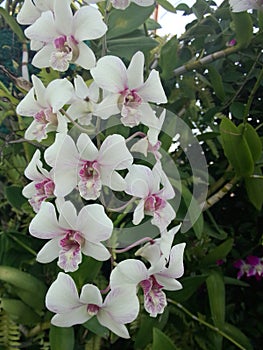 Orchid