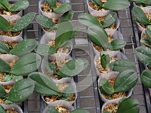 Orchid, tissue cultivation, pollination, Taiwan, agriculture, export