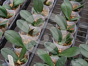 Orchid, tissue cultivation, pollination, Taiwan, agriculture, export