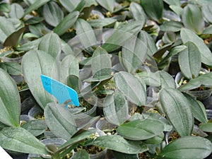 Orchid, tissue cultivation, pollination, Taiwan, agriculture, export