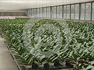 Orchid, tissue cultivation, pollination, Taiwan, agriculture, export