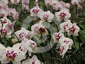 Orchid, tissue cultivation, pollination, Taiwan, agriculture, export