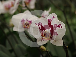 Orchid, tissue cultivation, pollination, Taiwan, agriculture, export