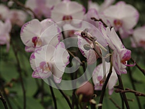 Orchid, tissue cultivation, pollination, Taiwan, agriculture, export