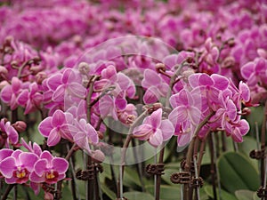 Orchid, tissue cultivation, pollination, Taiwan, agriculture, export