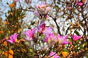Orchid tree, or Bauhinia variegata flowers in blossom at springtime