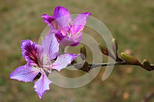 Orchid tree, or Bauhinia variegata flowers in blossom at springtime