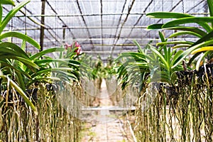 Orchid tree in cultivate farm in tropical country, selective focus shallow depth of field