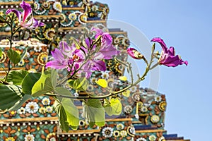 Orchid Tree Flowers Ceramic Pagoda Wat Pho Bangkok Thailand