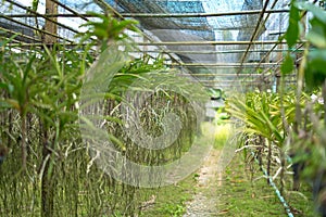 Orchid trees have long roots