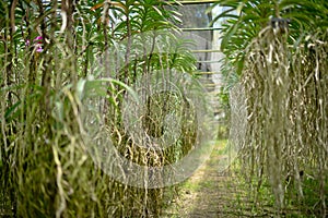 Orchid trees have long roots