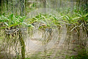 Orchid trees have long roots