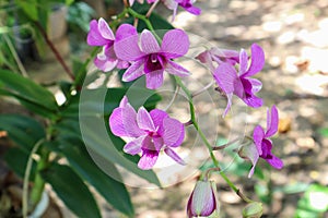 orchid Tropical Flower Stock Photo