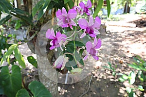 orchid Tropical Flower Stock Photo