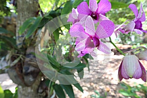 orchid Tropical Flower Stock Photo