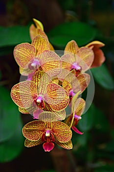 Orchid Type Phalaenopsis Baldans Kaleidoscope Golden Treasure