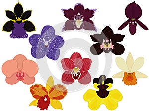 Orchid types, tropical varied colour epiphyte flowers collection vector illustration photo