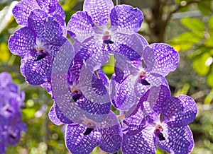 Orchid Vanda