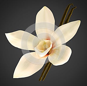 Orchid and vanilla beans with clipping path