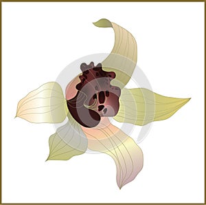 Orchid vector