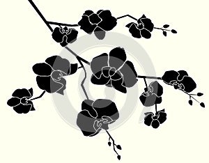 Orchid Vector Illustration