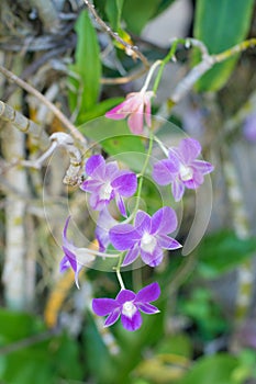 Orchid violet flower blossom in garden