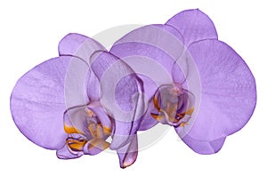 Orchid violet flower isolated on white background with clipping path. Closeup. Purple phalaenopsis flower with orange-violet l