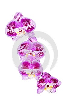 orchid violet flowers isolated on white background