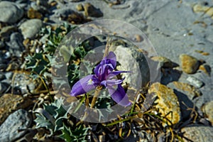 Orchid violet sand, Isuledda Beach, San Teodoro, Sardinia, Italy. photo