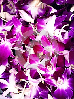 Orchid wallpaper