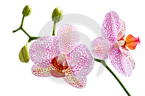 Orchid on white