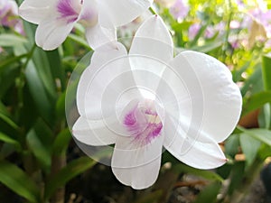 Orchid photo