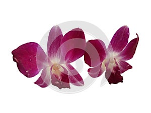 Orchid white background