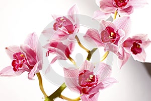 Orchid on white background