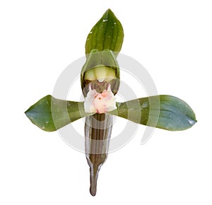 Orchid on a white background. Isolated