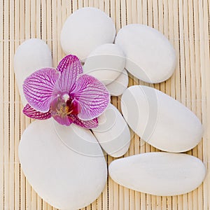 Orchid and white pebble