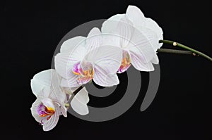 Orchid