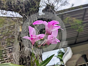 Orchid wild indoneisan