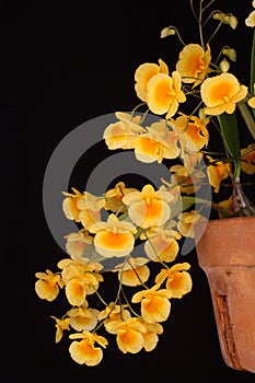 Orchid: yellow Dendrobium