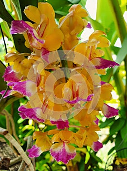 Orchid. yellow flower. Aerides houlettiana. ORCHIDACEAE.