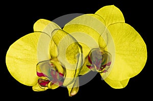 Orchid yellow flower isolated on black background with clipping path. Closeup. Purple phalaenopsis flower with orange-violet