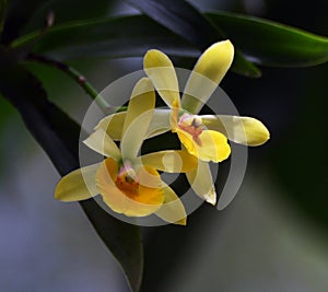 Orchid in Yellow and Orange colur