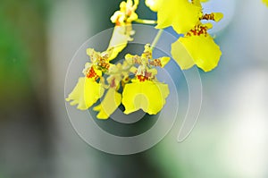 orchid or yellow orchid flower ,yellow oncidium