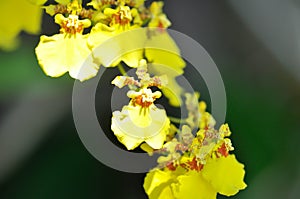 orchid or yellow orchid flower ,yellow oncidium