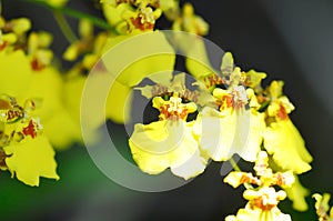 orchid or yellow orchid flower ,yellow oncidium
