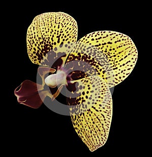 Orchid yellow-white-vinous flower. isolated on black background with clipping path. Closeup. Motley spotty flower.
