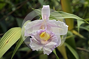 Orchid in yellowish pink tones on green background