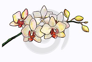 Orchid (Zen Pictures II, 2012)