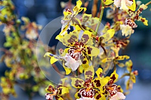 Orchid zigopetalum